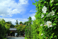 圓成寺