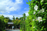 圓成寺