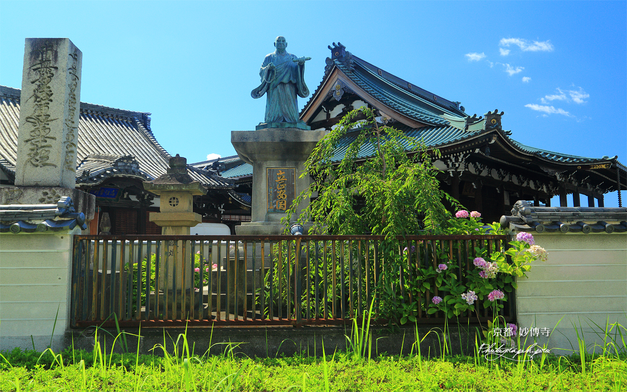 妙傳寺 紫陽花と日蓮聖人像 壁紙