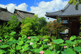 大蓮寺 きれいな蓮の咲く寺