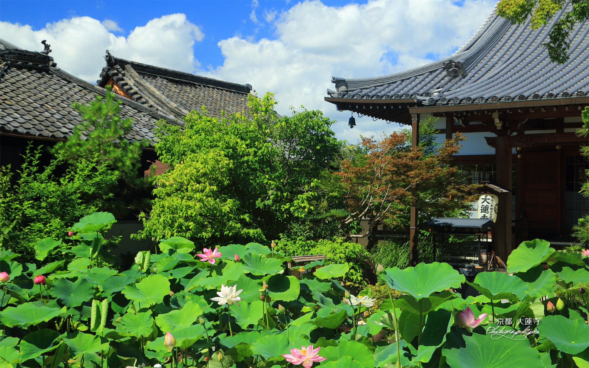 大蓮寺 きれいな蓮の咲く寺