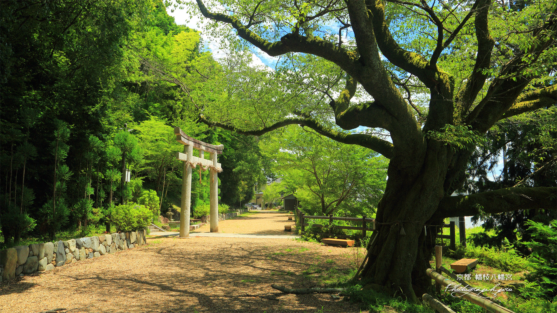 京都岩倉 幡枝八幡宮のヤマザクラ