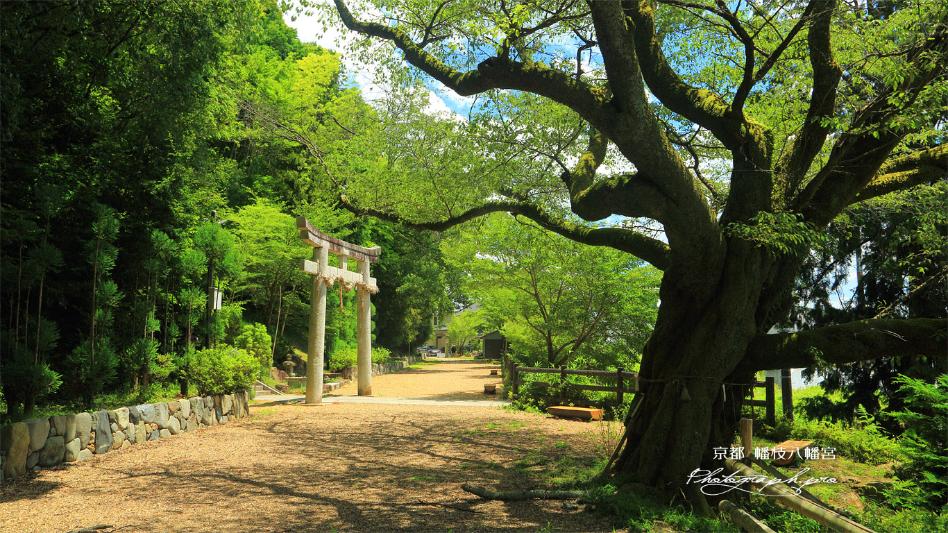 京都岩倉 幡枝八幡宮のヤマザクラ 壁紙