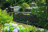 京都中川 あじさいと清滝川