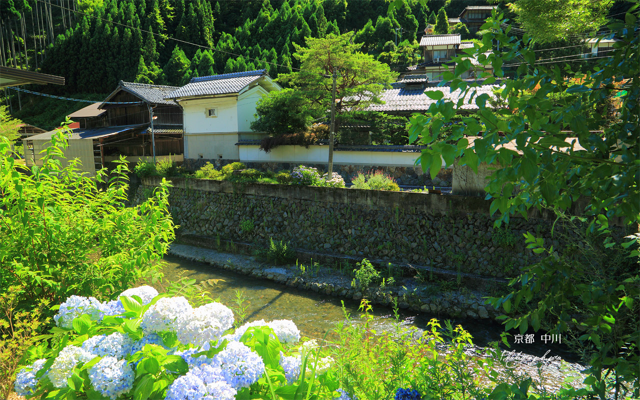 京都中川 あじさいと清滝川 壁紙