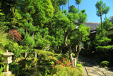 京都中川 宗蓮寺の台杉と夏草