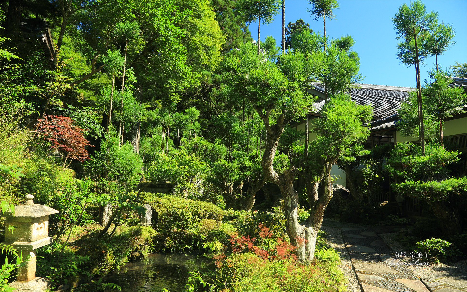 京都中川 宗蓮寺の台杉と夏草