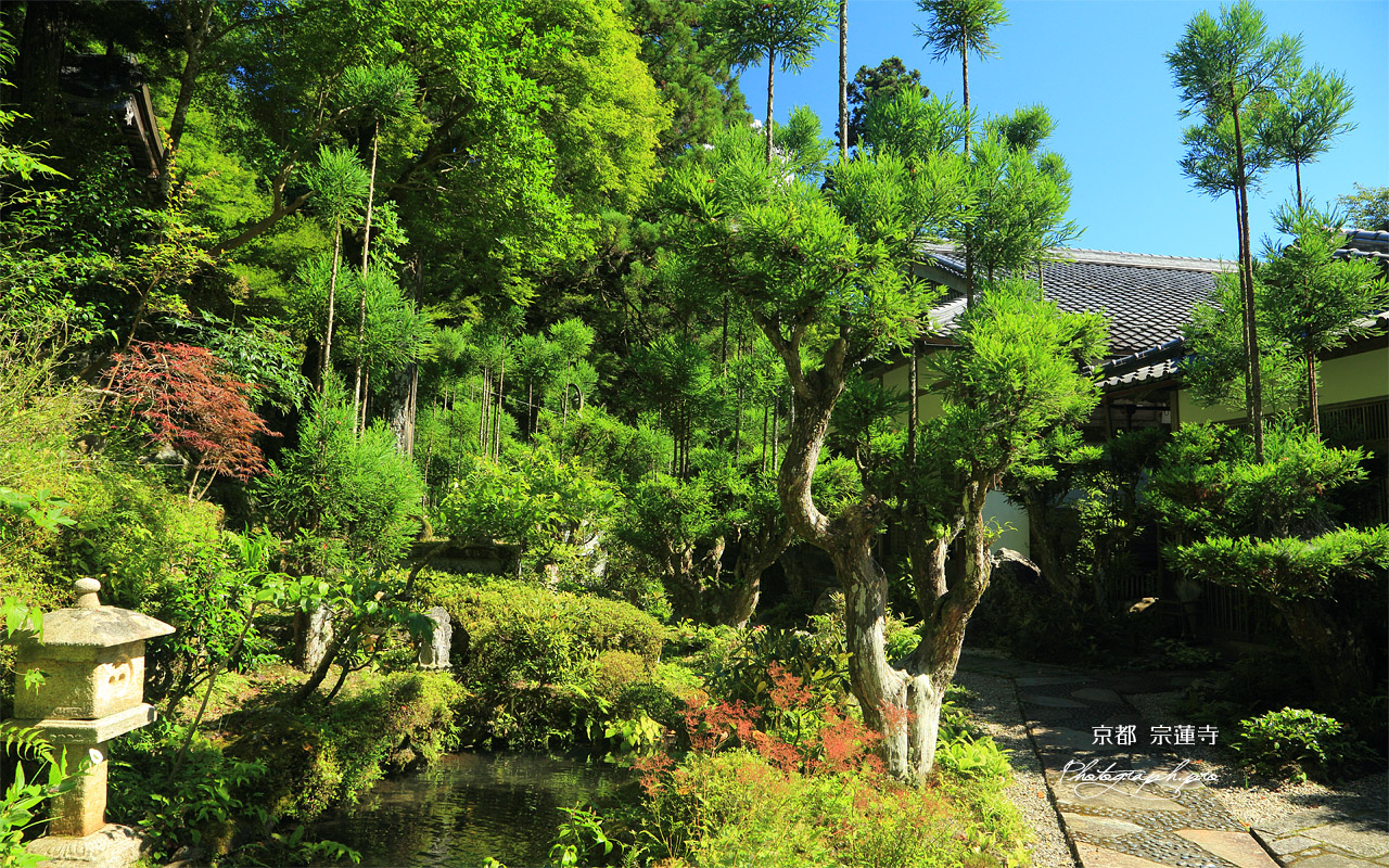 京都中川 宗蓮寺の台杉と夏草 壁紙