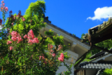 京都中川 サルスベリ