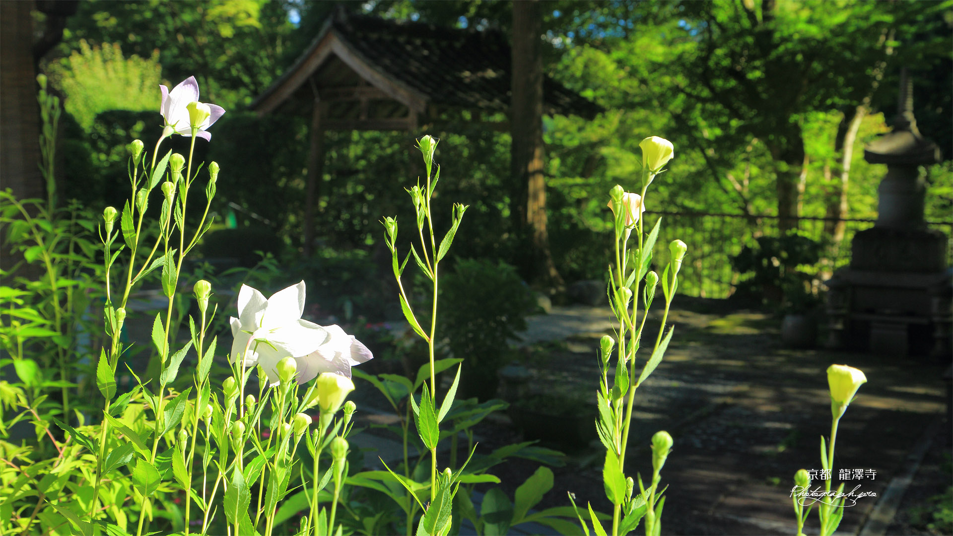 京都 龍澤寺のキキョウ