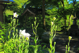京都 龍澤寺のキキョウ