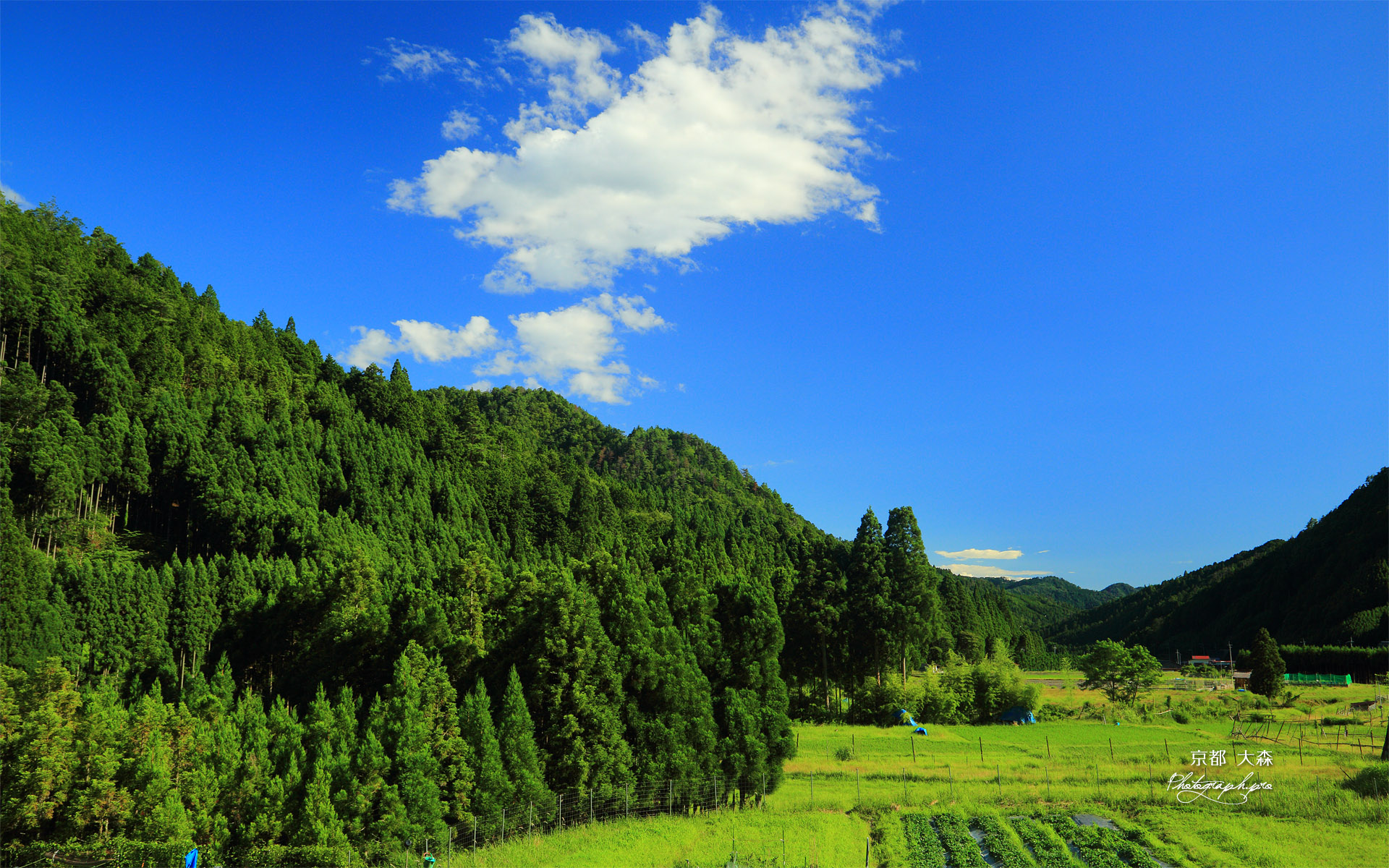 夏空と大森の田園 の壁紙 19x10