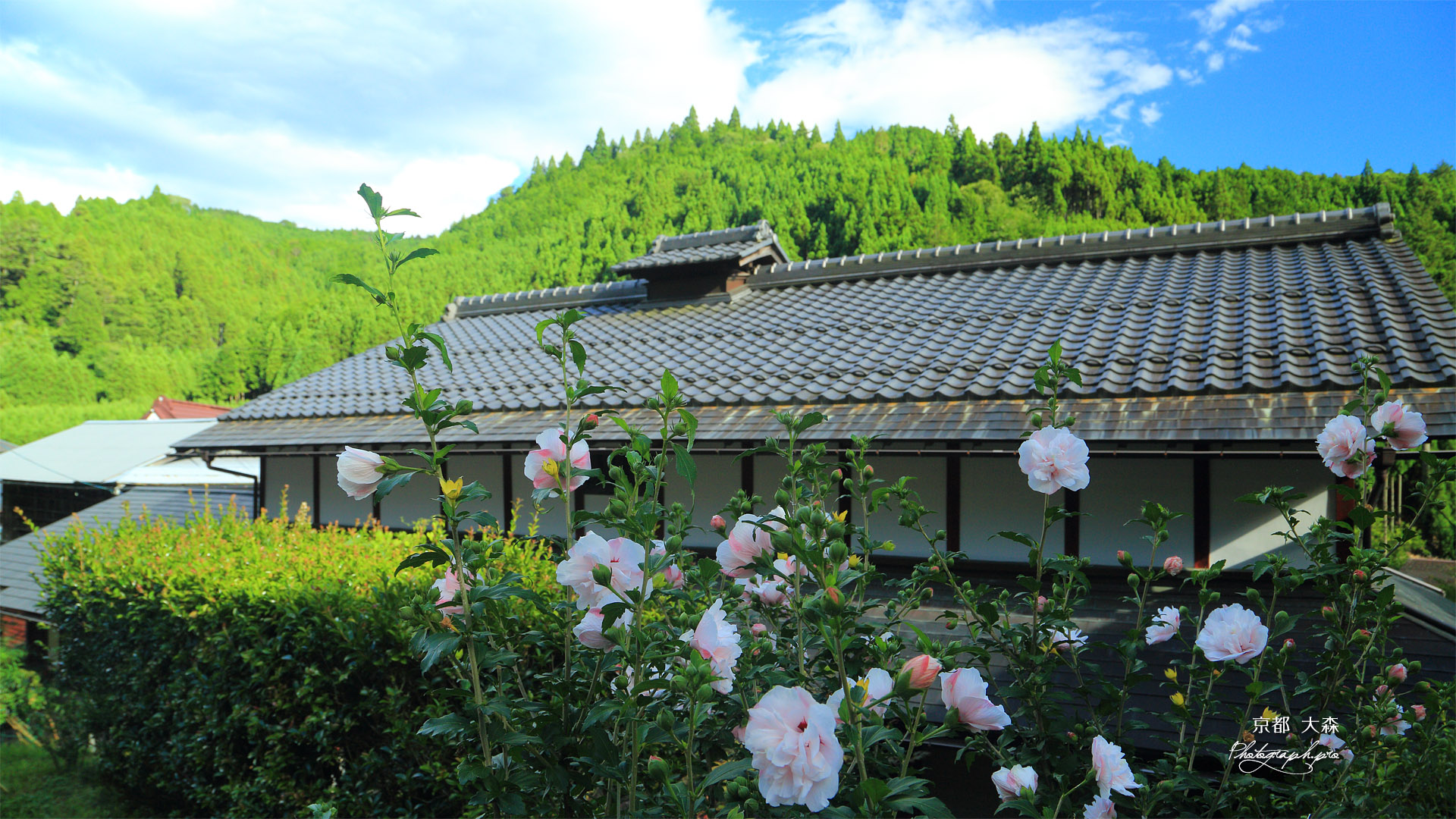 京都 大森のムクゲ