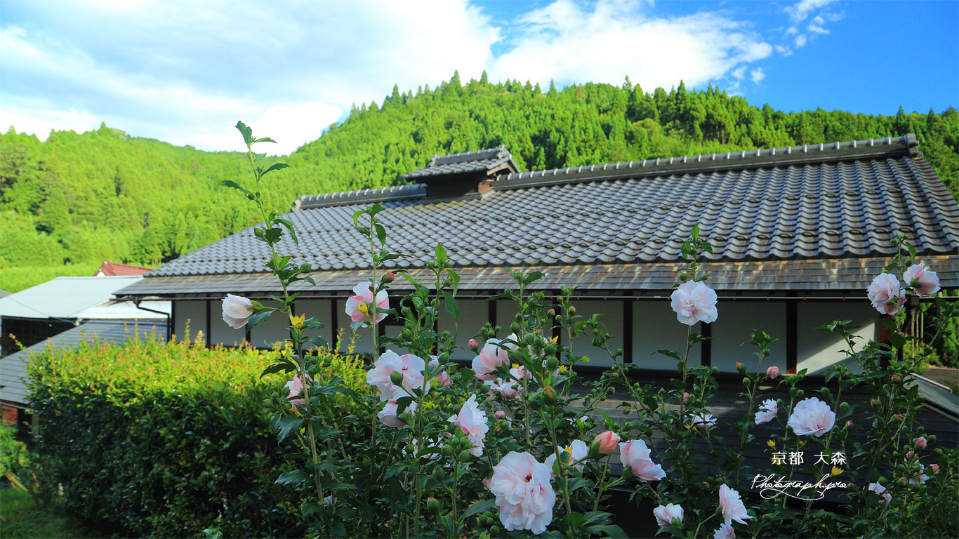 京都 大森のムクゲ 壁紙