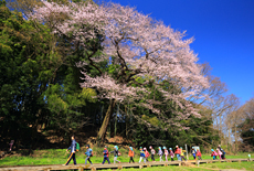 北本自然観察公園エドヒガンザクラ