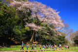 普門寺のしだれ桜