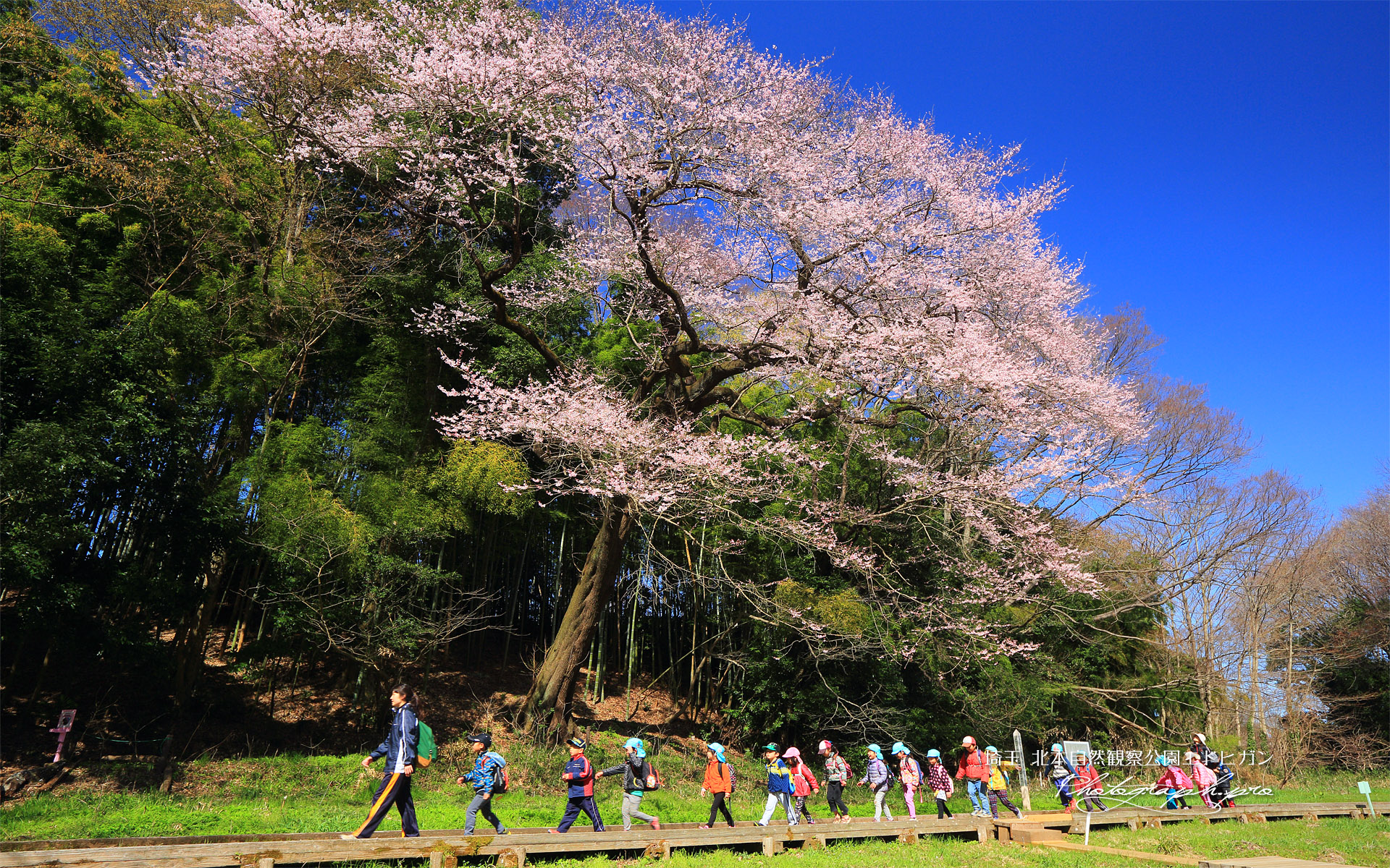 北本自然観察公園エドヒガンザクラ