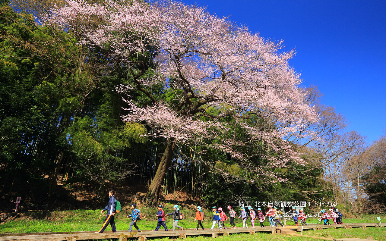北本自然観察公園エドヒガンザクラ 壁紙