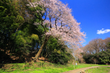 北本自然観察公園エドヒガンザクラ