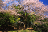 北本自然観察公園エドヒガンザクラ