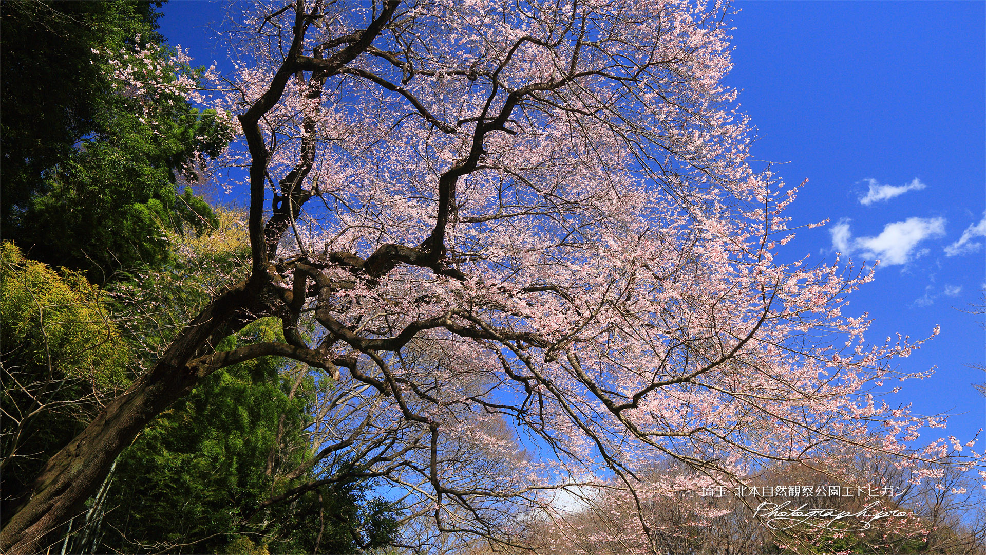 北本自然観察公園エドヒガンザクラ