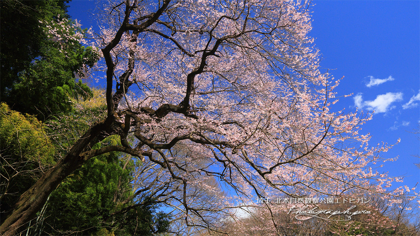北本自然観察公園エドヒガンザクラ 壁紙