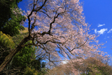 北本自然観察公園エドヒガンザクラ