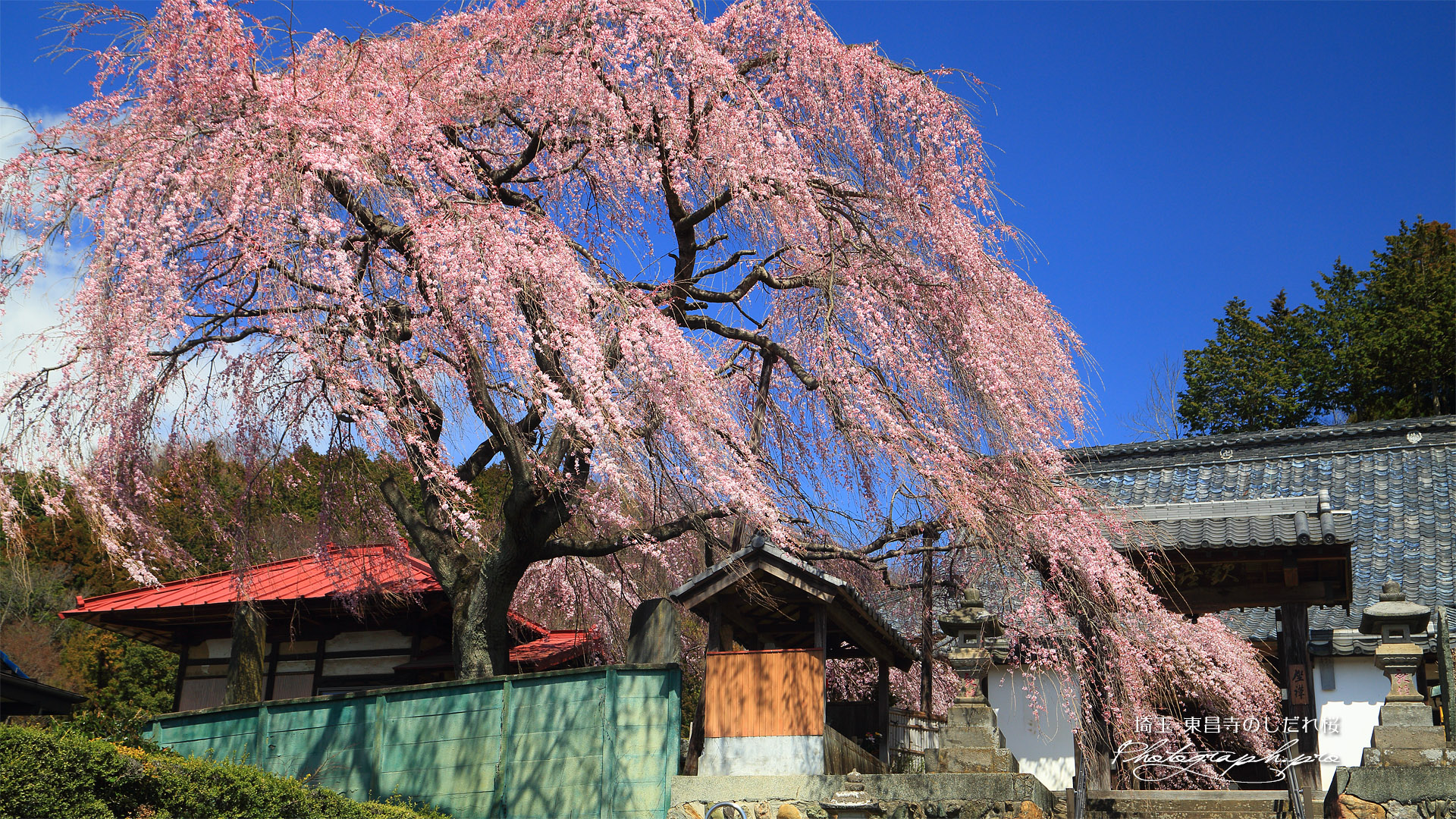 東昌寺のしだれ桜