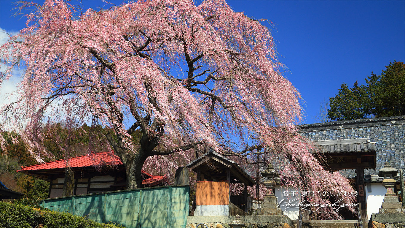 東昌寺のしだれ桜 壁紙