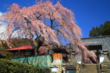東昌寺のしだれ桜