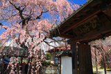 東昌寺のしだれ桜