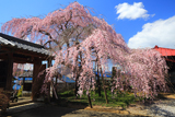 東昌寺のしだれ桜