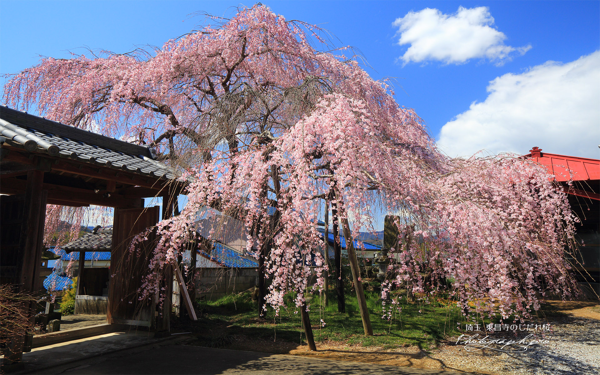 東昌寺のしだれ桜