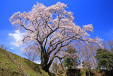 慈眼寺のしだれ桜