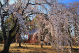慈眼寺のしだれ桜