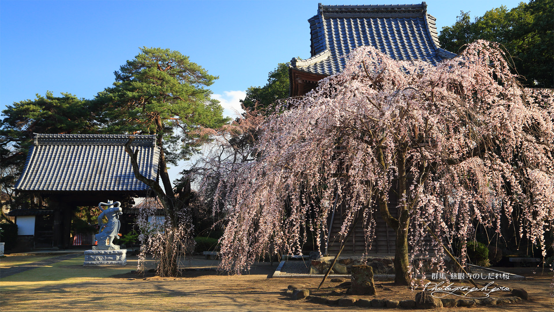 慈眼寺のしだれ桜