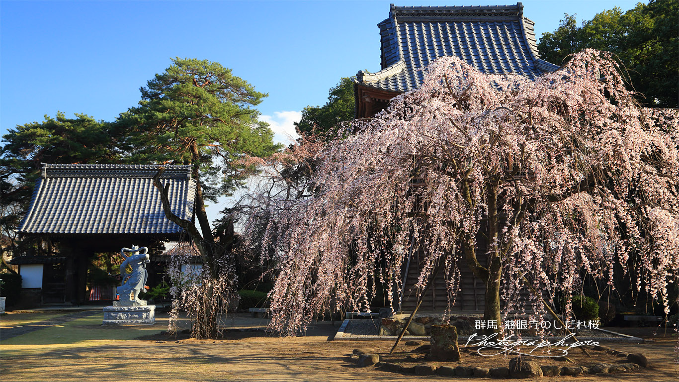 慈眼寺のしだれ桜 壁紙