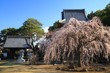 慈眼寺のしだれ桜