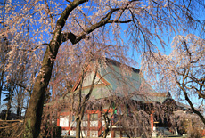 慈眼寺のしだれ桜