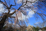 龍源院のしだれ桜