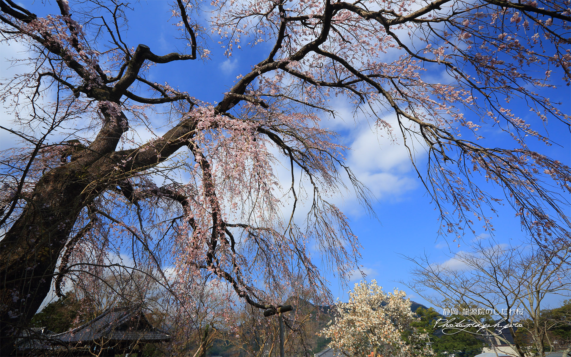 龍源院のしだれ桜