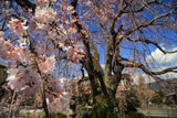 本妙寺のしだれ桜