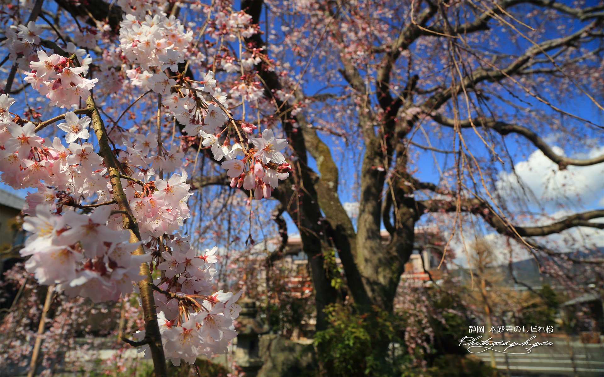 本妙寺のしだれ桜