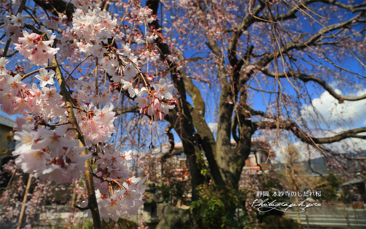 本妙寺のしだれ桜 壁紙