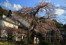 龍源院のしだれ桜