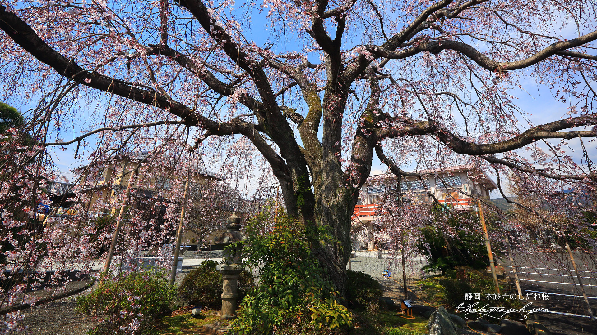 本妙寺のしだれ桜