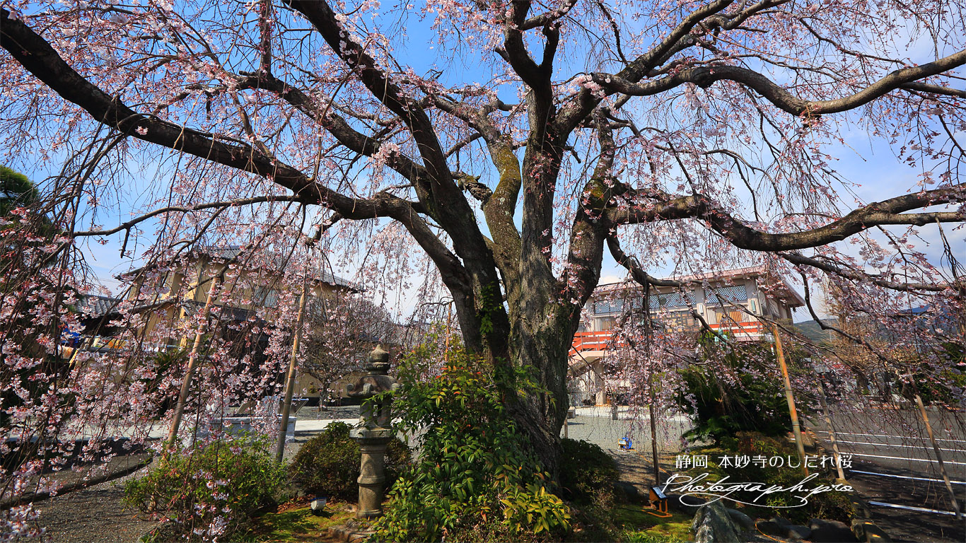 本妙寺のしだれ桜 壁紙