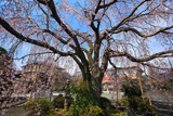 本妙寺のしだれ桜