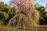 普門寺のしだれ桜