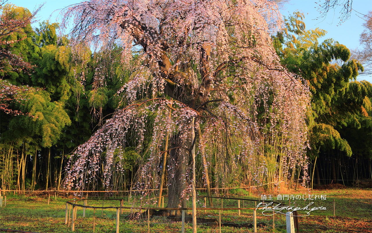 普門寺のしだれ桜 壁紙
